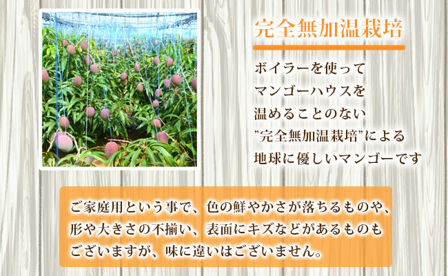 【2026年発送】【先行受付】徳之島 天城町産 完全無加温 完熟 マンゴー Ａ品 2kg 贈答