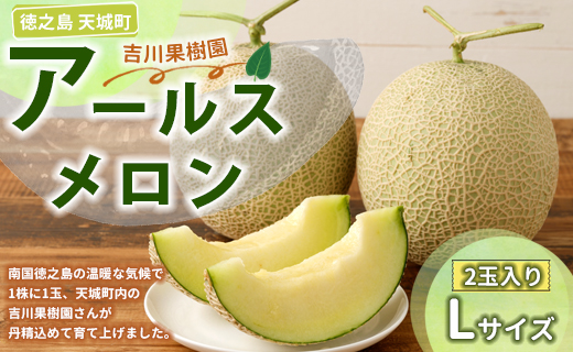 徳之島 天城町 吉川果樹園 アールスメロン Lサイズ 2玉 メロン マスクメロン