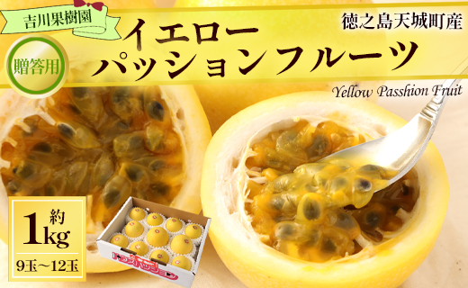 【2026年発送】先行受付 徳之島 天城町産 【贈答用】イエローパッションフルーツ 約1kg 吉川果樹園  パッションフルーツ イエロー フルーツ 果物 AB-35-N