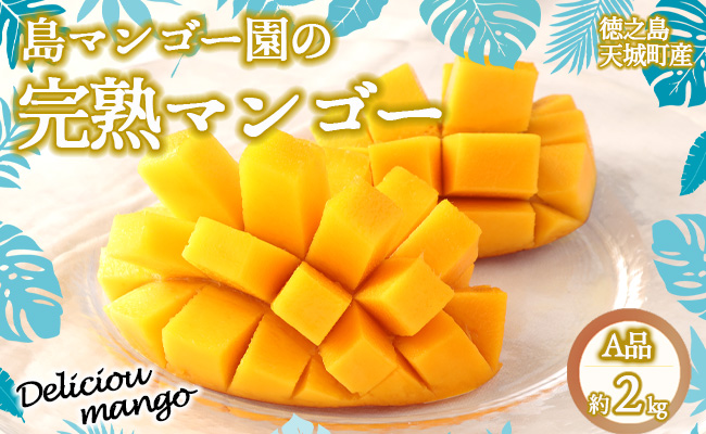【2026年発送】【先行受付】徳之島 天城町【贈答用】島マンゴー園の完熟マンゴー Ａ品 2kg マンゴー フルーツ BA-2