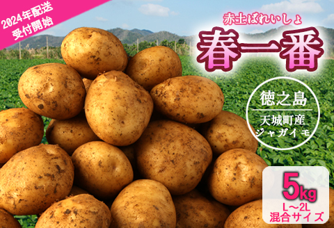 徳之島 天城町産 赤土ばれいしょ 新じゃが 春一番 5kg L〜2L 混合サイズ ジャガイモ じゃがいも バレイショ