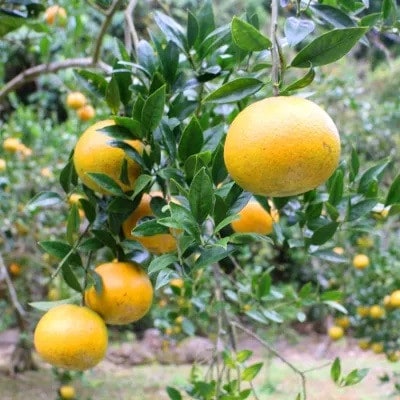 【先行予約! 2026年2月より順次発送】 平農園のたんかん 【ご自宅用】約5kg