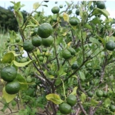 シークニン粉末　100g×1袋