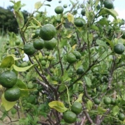 シークニン粉末　100g×3袋