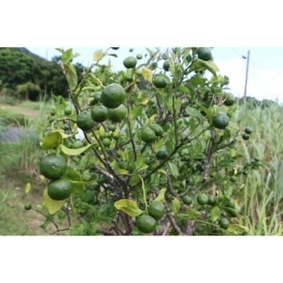 ヤマ・シークニン果汁300ml×2本セット