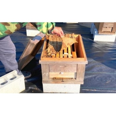 徳之島産完熟生はちみつ「てぃだがなし」500g×1本