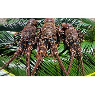 富山さん家の「伊勢海老」約1kg【配送不可地域：離島】