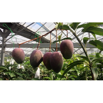 徳之島伊仙マンゴー【配送不可地域：離島】