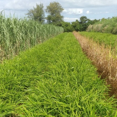 【数量限定 栽培期間中農薬不使用】 徳之島 伊仙町産 新生姜 しょうが 約4kg 【福山宣太】