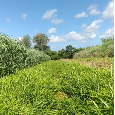 【数量限定 栽培期間中農薬不使用】 徳之島 伊仙町産 新生姜 しょうが 約8kg 【福山宣太】