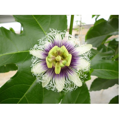 【2026年6月より順次発送】カイトフルーツのパッションフルーツ箱入り2kg(1kg箱×2)