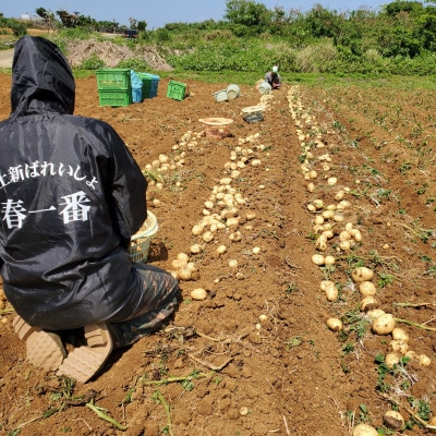 【先行予約! 2026年2月中旬発送】 伊仙町 特産品 有機栽培 ばれいしょ 約5kg
