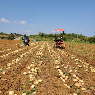 【先行予約! 2026年2月中旬発送】 伊仙町 特産品 有機栽培 ばれいしょ 約10kg