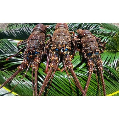 富山さん家の「伊勢海老」約2kg【配送不可地域：離島】