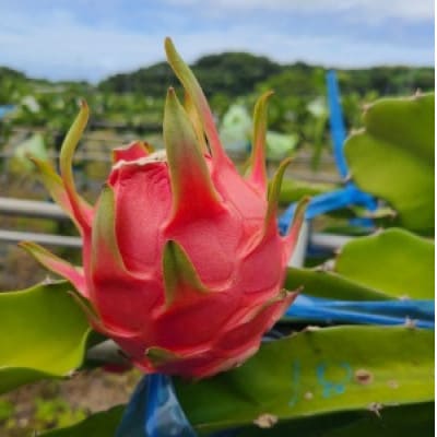ドラゴンフルーツ(徳之島宝赤)【配送不可地域：離島】