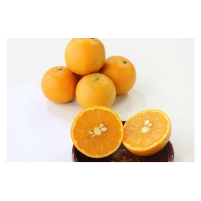 【先行予約!2026年1月下旬より発送】清水果樹園のたんかん《ご自宅用》約5kg