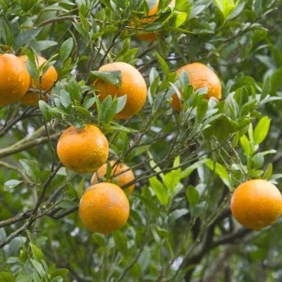 【先行予約! 2026年2月より順次発送】 平農園のたんかん 【ご自宅用】約5kg