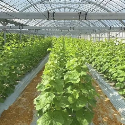 【2025年12月より順次発送】吉川果樹園 徳之島 メロン LL2玉 (専用箱入り)