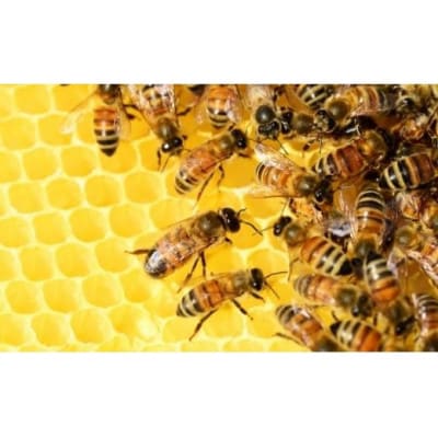 天然徳之島産はちみつ「センチュリーハニー」90g×2個