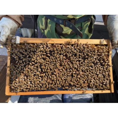 徳之島産完熟生はちみつ「てぃだがなし」500g×1本