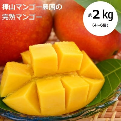 【2026年7月中旬より順次発送】完熟マンゴー約2kg(4～6個:化粧箱入り)、贈答用(A級品)【配送不可地域：離島】