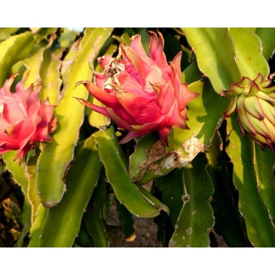 徳之島伊仙町産　ドラゴンフルーツ　赤　5キロ【配送不可地域：離島】