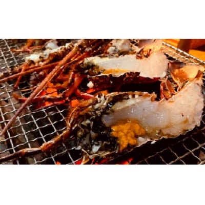 富山さん家の「伊勢海老」約1kg【配送不可地域：離島】