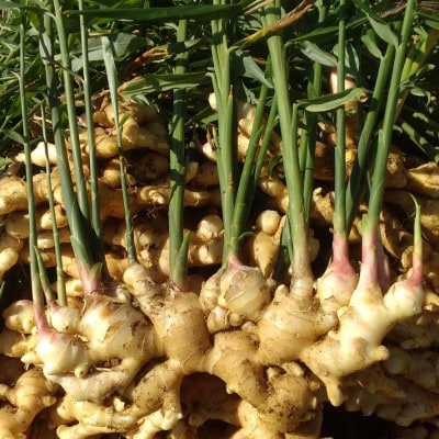 【数量限定 栽培期間中農薬不使用】 徳之島 伊仙町産 新生姜 しょうが 約4kg 【福山宣太】