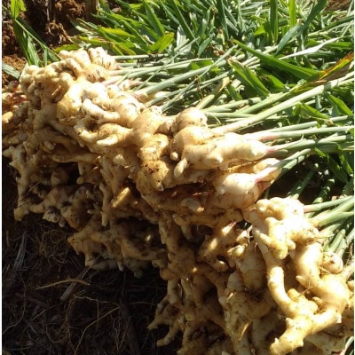 【数量限定 栽培期間中農薬不使用】 徳之島 伊仙町産 新生姜 しょうが 約8kg 【福山宣太】