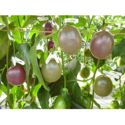 【2026年6月より順次発送】カイトフルーツのパッションフルーツ箱入り2kg(1kg箱×2)