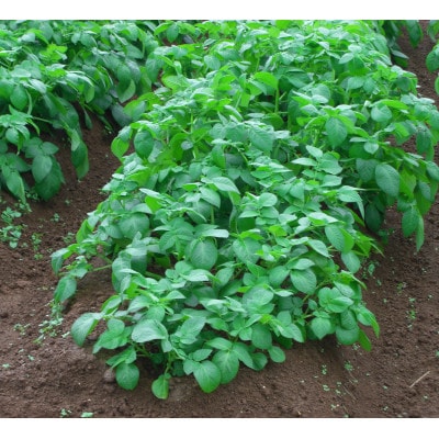 「春一番」ばれいしょ　10kg