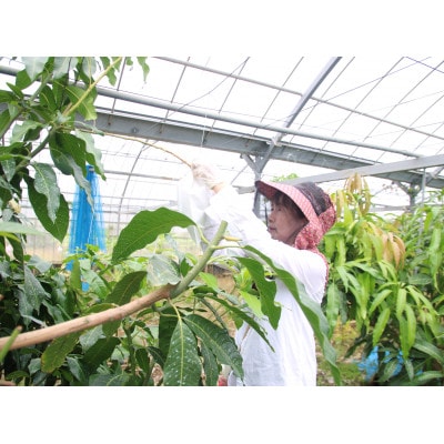 先行予約!2026年7月発送 徳之島 伊仙町 盛農園より徳之島マンゴー 約2kgをお届け!【化粧箱】【配送不可地域：離島】