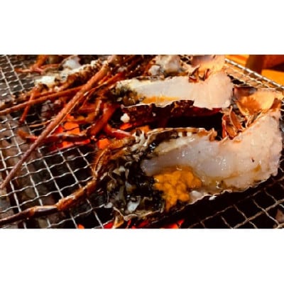 富山さん家の「伊勢海老」約2kg【配送不可地域：離島】