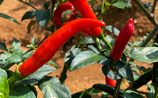 【先行予約! 2026年5月上旬～発送】徳之島 唐辛子コロッケ 10個入り×2袋 【絆ファーム】【配送不可地域：離島】