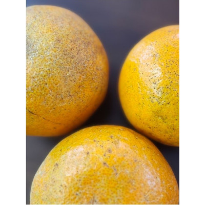 【先行予約!2026年1月下旬より発送】清水果樹園のたんかん《ご自宅用》約5kg