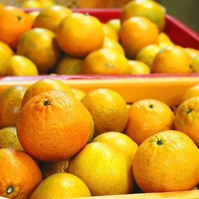 【先行予約! 2026年2月より順次発送】 平農園のたんかん 【ご自宅用】約5kg