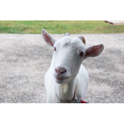 徳之島ゲストハウスみち 宿泊招待券(大人1名素泊まり)