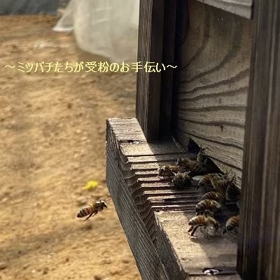 【2025年12月より順次発送】吉川果樹園 徳之島 メロン L2玉 (専用箱入り)