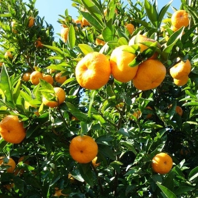 グァバ＆島みかんジュース　3本セット【配送不可地域：離島】