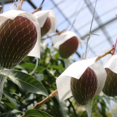 【2026年7月中旬より順次発送】完熟マンゴー約1kg(2～3個:化粧箱入り)、贈答用(A級品)【配送不可地域：離島】