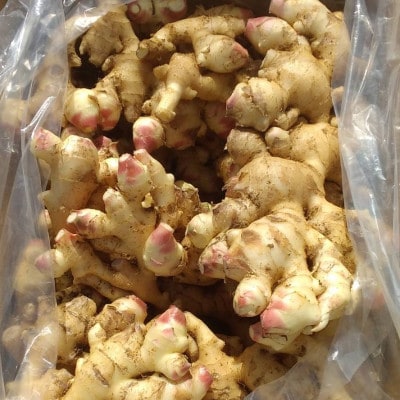 【数量限定 栽培期間中農薬不使用】 徳之島 伊仙町産 新生姜 しょうが 約4kg 【福山宣太】