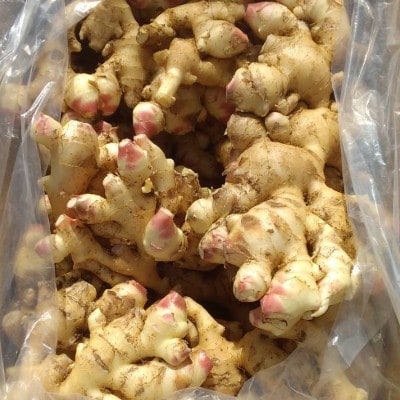 【数量限定 栽培期間中農薬不使用】 徳之島 伊仙町産 新生姜 しょうが 約8kg 【福山宣太】