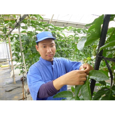 【2026年6月より順次発送】カイトフルーツのパッションフルーツ箱入り2kg(1kg箱×2)