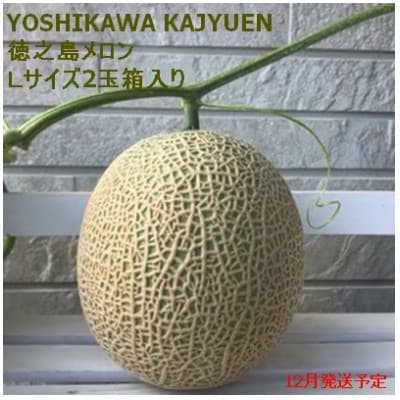 【2025年12月より順次発送】吉川果樹園 徳之島 メロン L2玉 (専用箱入り)