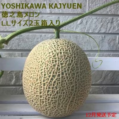 【2025年12月より順次発送】吉川果樹園 徳之島 メロン LL2玉 (専用箱入り)