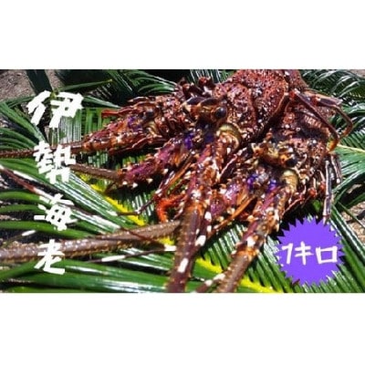 富山さん家の「伊勢海老」約1kg【配送不可地域：離島】