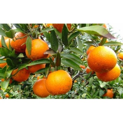 【先行予約!2026年1月下旬より発送】清水果樹園のたんかん約5kg(化粧箱入り)