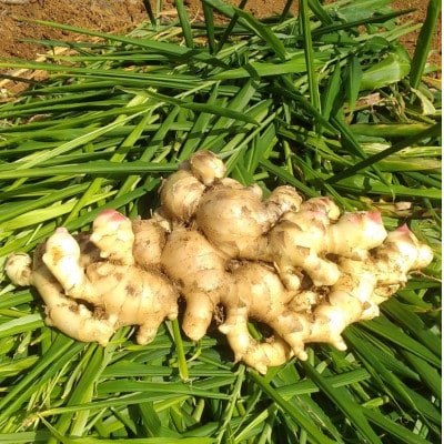 【数量限定 栽培期間中農薬不使用】 徳之島 伊仙町産 新生姜 しょうが 約4kg 【福山宣太】