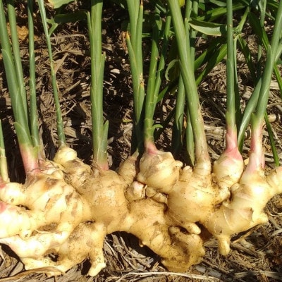 【数量限定 栽培期間中農薬不使用】 徳之島 伊仙町産 新生姜 しょうが 約8kg 【福山宣太】