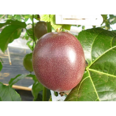 【2026年6月より順次発送】カイトフルーツのパッションフルーツ箱入り2kg(1kg箱×2)